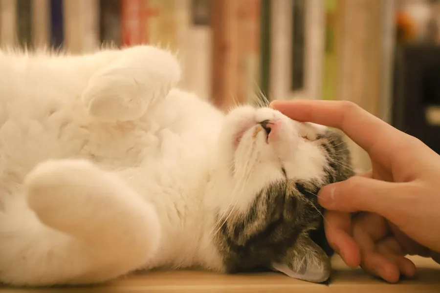 A cat relaxing indoors